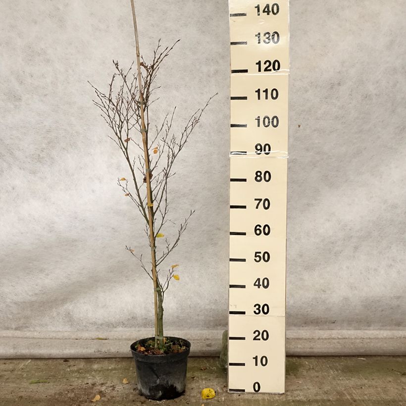 Exemplar von Fagus sylvatica Rotundifolia - Hêtre commun à feuilles rondes - Pot de 4L/5L wie im Herbst geliefert