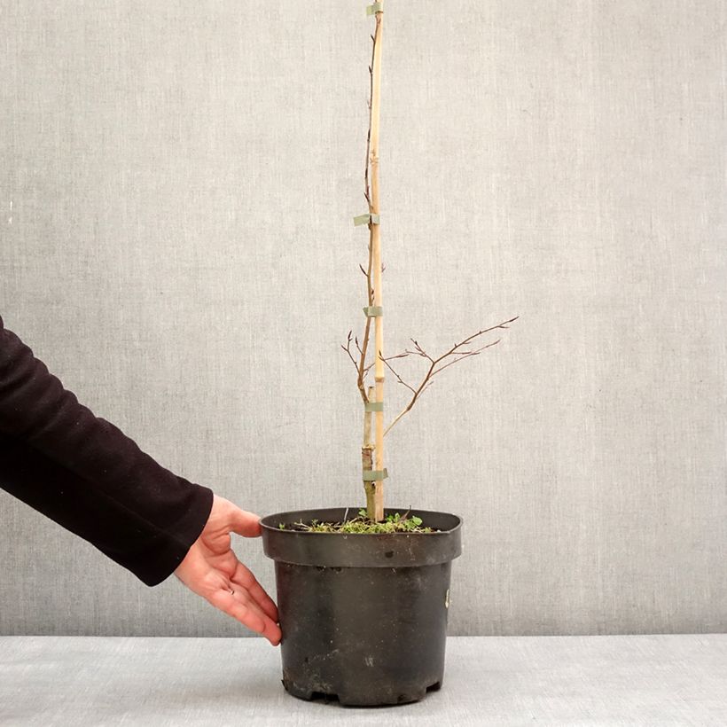 Exemplar von Rotbuche Skrzat - Fagus sylvatica Topf mit 4L/5LGelieferte Höhe ca. 60/80cm wie im Winter geliefert