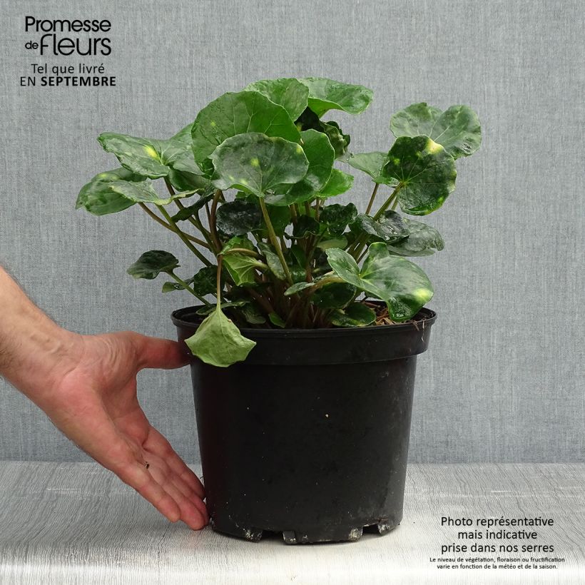 Exemplar von Farfugium japonicum Aureomaculatum - Plante Panthère. Pot de 3L/4L wie im Herbst geliefert