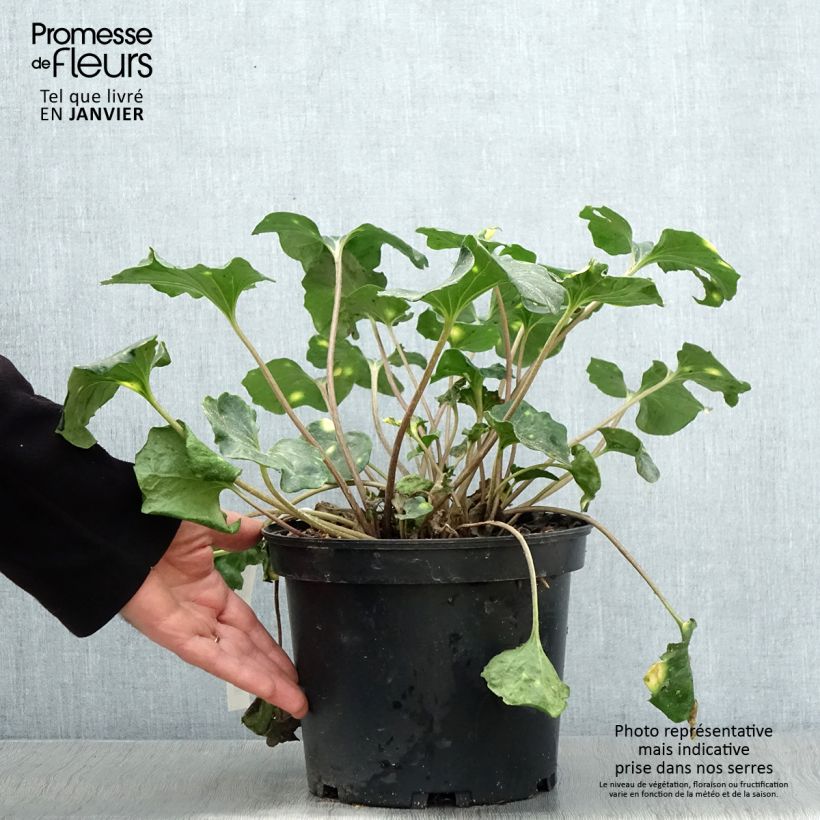 Exemplar von Farfugium japonicum Aureomaculatum - Plante Panthère. Pot de 3L/4L wie im Winter geliefert