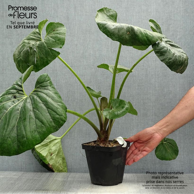 Exemplar von Farfugium japonicum Gigantea - Plante Panthère géante. Pot de 3L/4L wie im Herbst geliefert