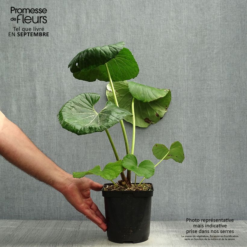 Exemplar von Farfugium japonicum - Plante panthère Pot de 3L/4L wie im Herbst geliefert