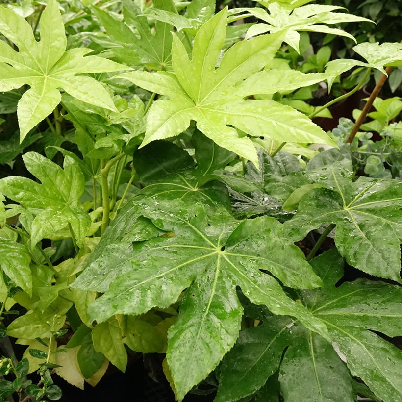 Fatsia japonica - Zimmeraralie (Laub)