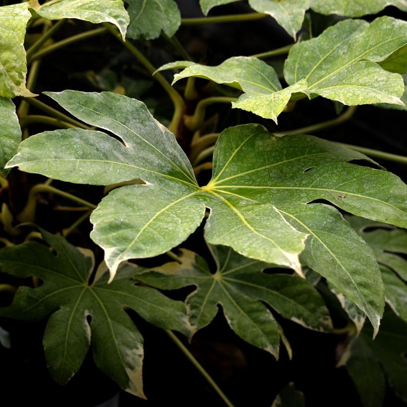 Fatsia japonica Variegata - Zimmeraralie (Laub)