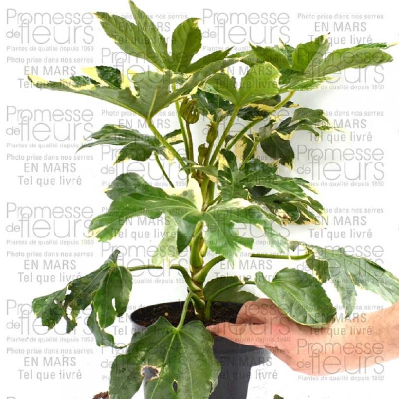 Beispiel eines Exemplars von Faux-aralia - Fatsia japonica Variegata en pot de 3L/4L wie geliefert