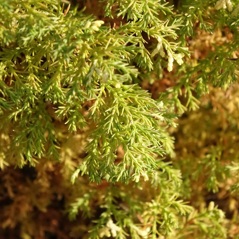 Chamaecyparis obtusa Snowflake (Laub)