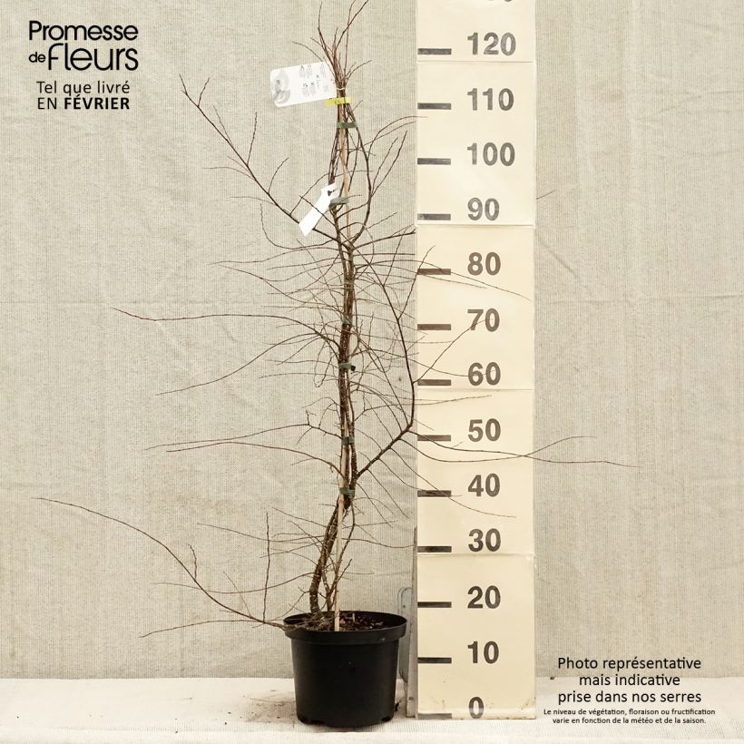 Exemplar von Nothofagus antarctica - Scheinbuche wie im Winter geliefert