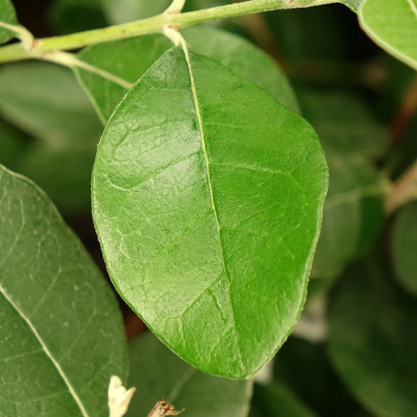 Brasilianische Guave Apollo - Feijoa sellowiana (Laub)