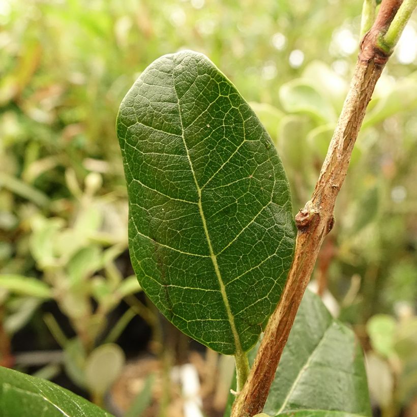 Brasilianische Guave Mammouth - Acca sellowiana (Laub)