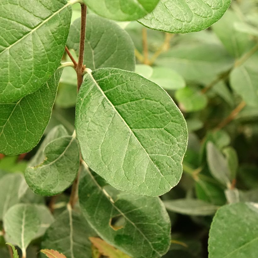 Brasilianische Guave Triumph - Feijoa sellowiana (Laub)