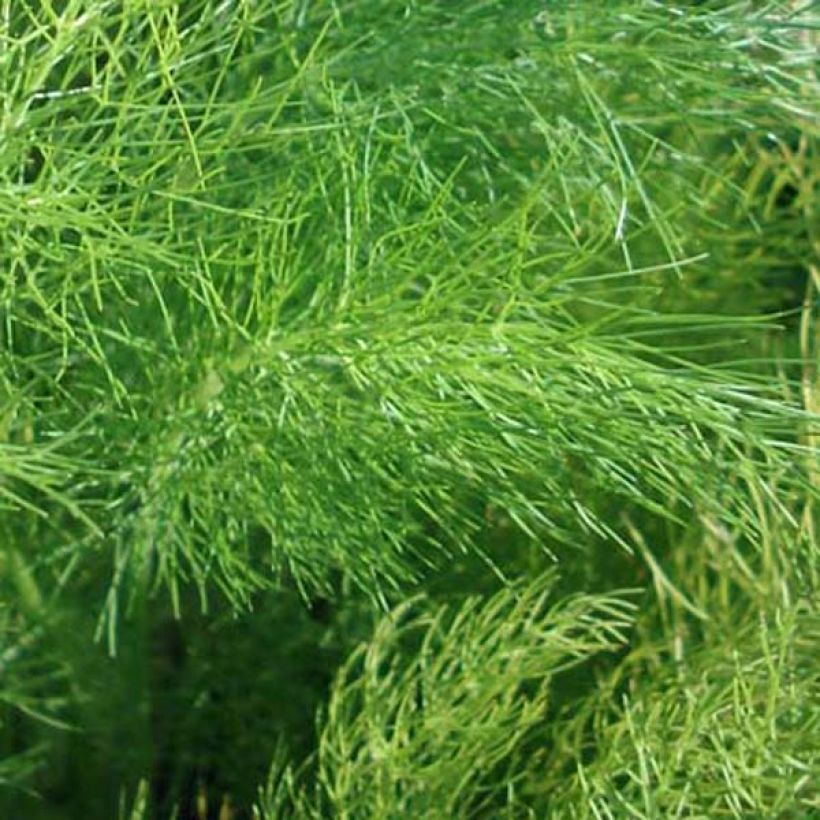 Fenchel - Foeniculum vulgare (Laub)