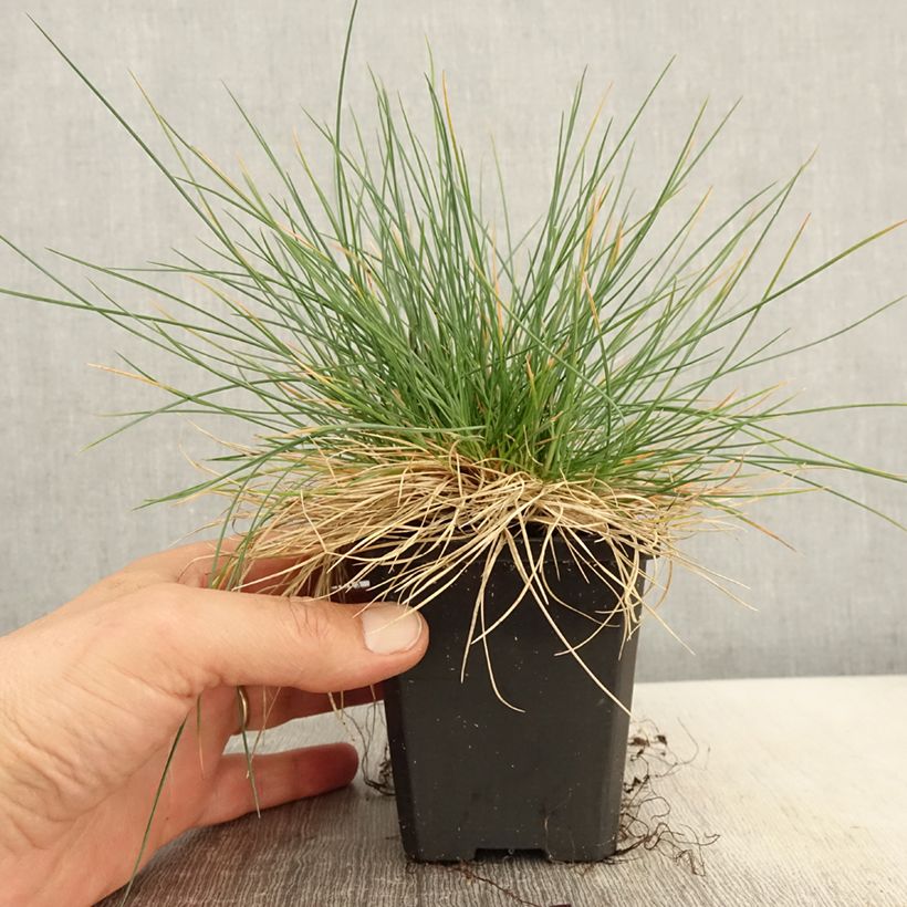 Exemplar von Blau-Schwingel Intense Blue - Festuca glauca Kleine Töpfe von 8/9 cm wie im Frühjahr geliefert