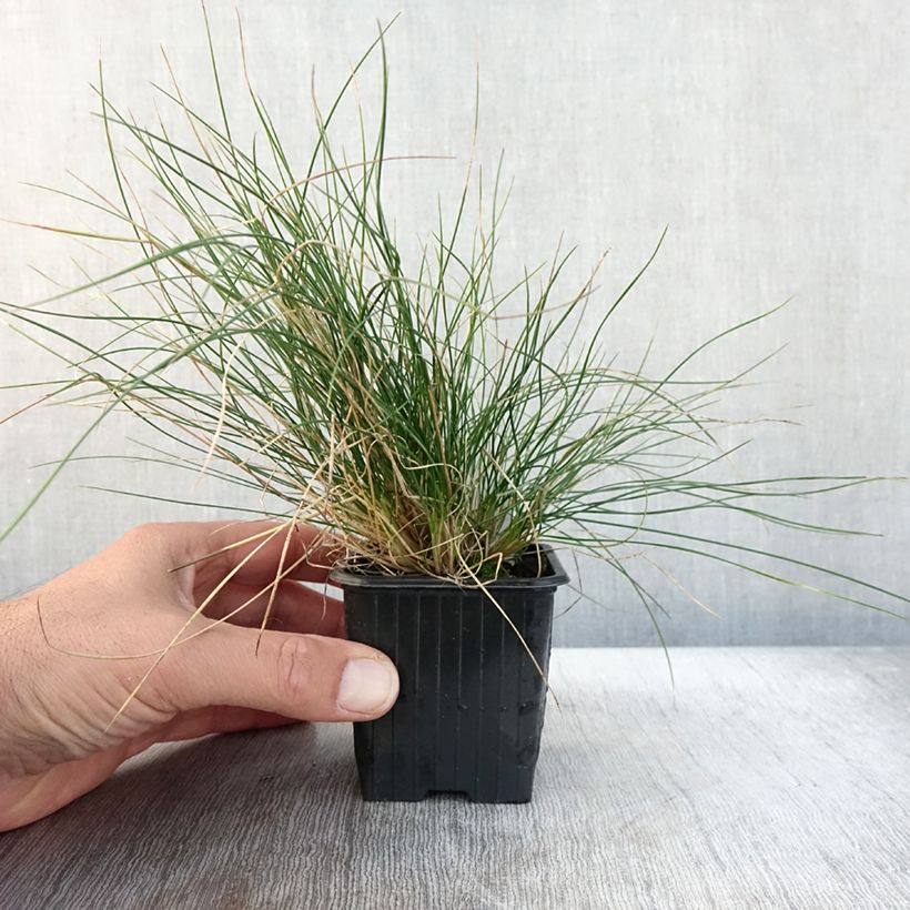 Exemplar von Festuca Sunrise - Fétuque Godet de 8/9 cm wie im Herbst geliefert