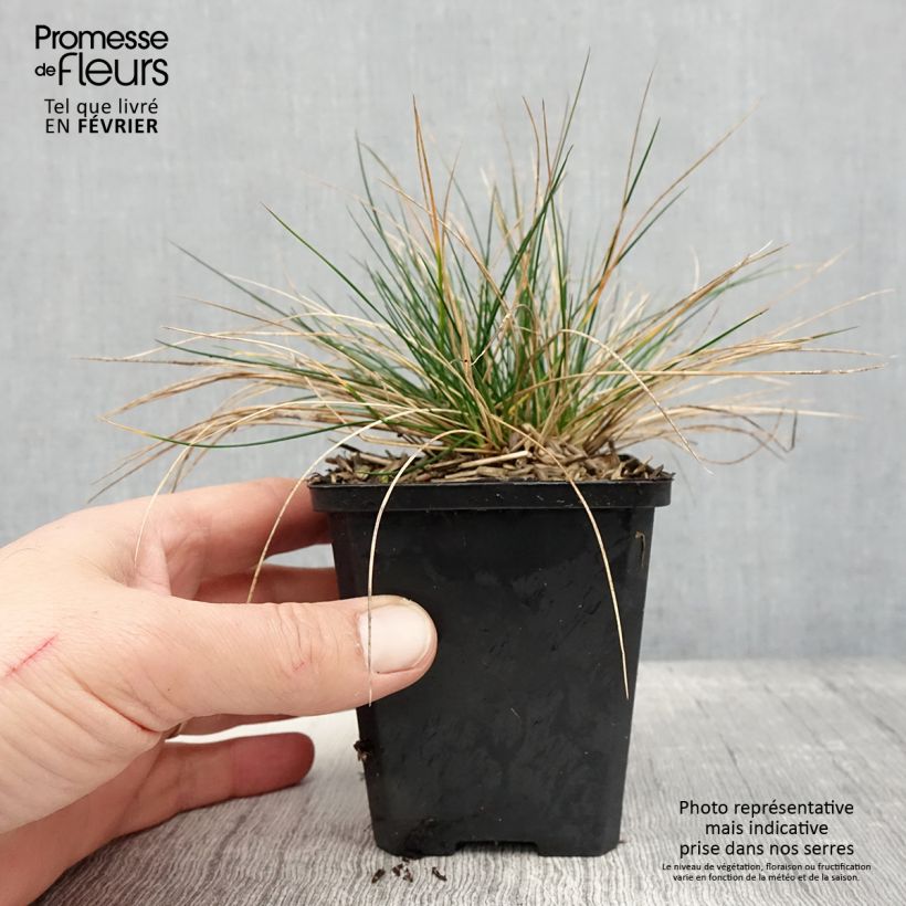 Exemplar von Festuca Sunrise - Fétuque Godet de 8/9 cm wie im Winter geliefert