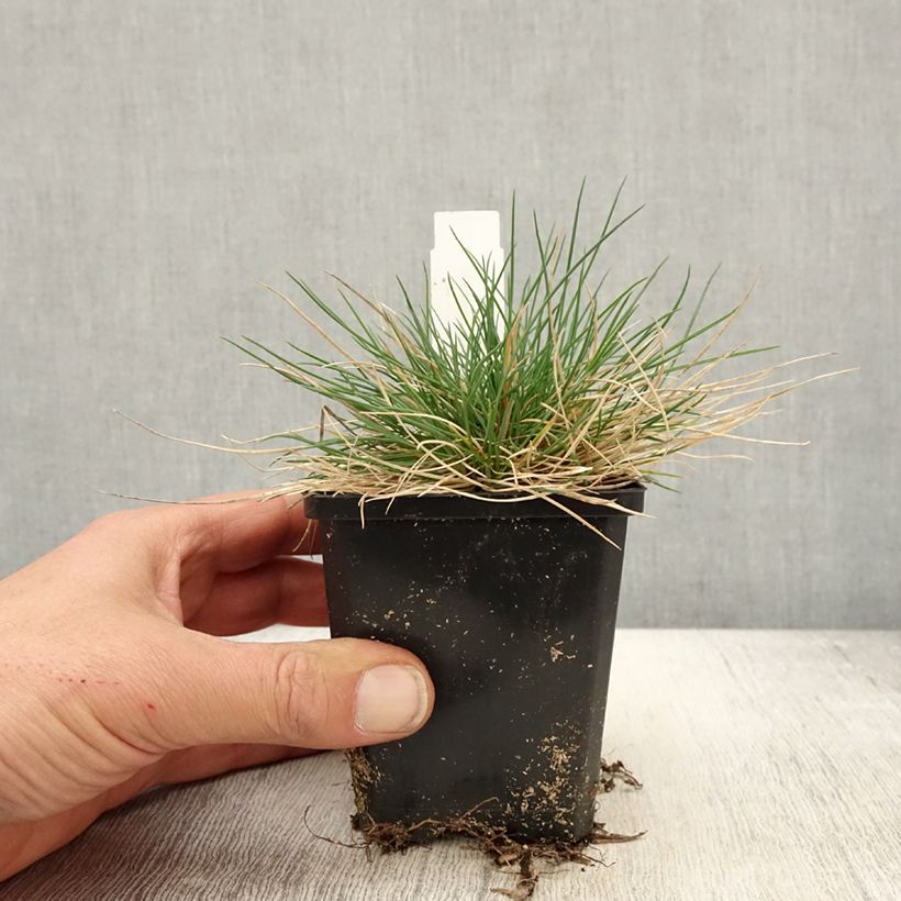 Exemplar von Schwingel Sunrise - Festuca Kleine Töpfe von 8/9 cm wie im Frühjahr geliefert