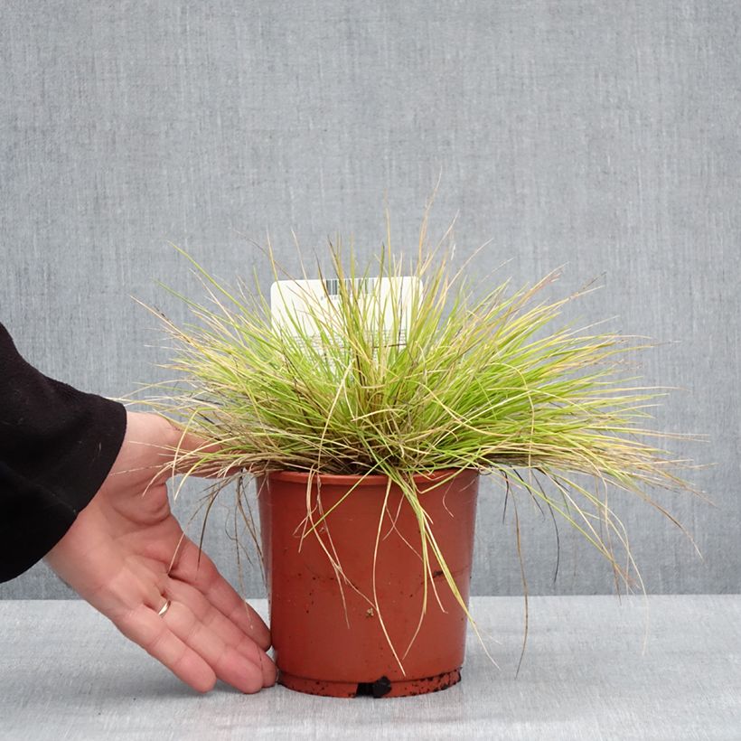 Exemplar von Blau-Schwingel Golden Toupee - Festuca glauca Topf mit 1L/1,5L wie im Winter geliefert