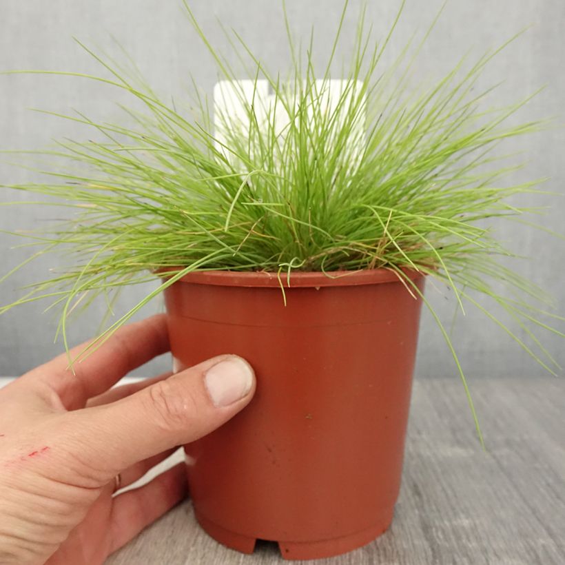 Exemplar von Fetuque, Festuca glauca Golden Toupee en pot de 1L/1.5L wie im Frühjahr geliefert