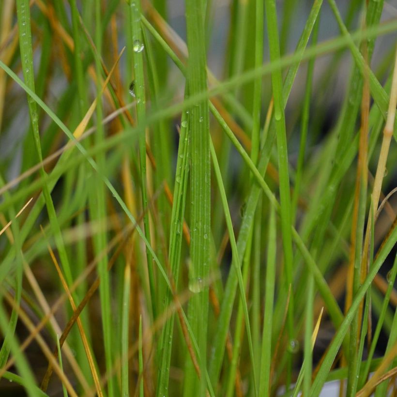 Atlas-Schwingel - Festuca mairei (Laub)