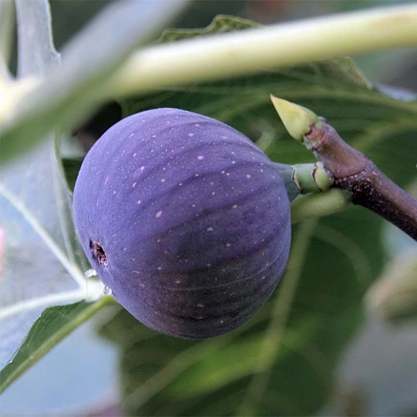 Feige Ronde De Bordeaux - Ficus carica (Ernte)