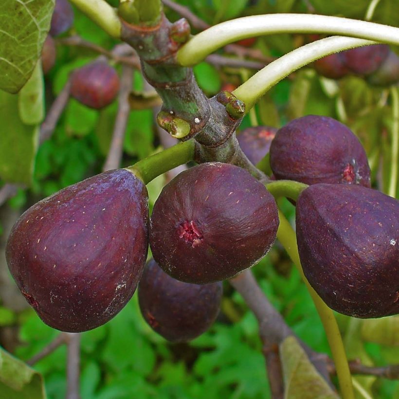 Feige Sultane - Ficus carica (Ernte)