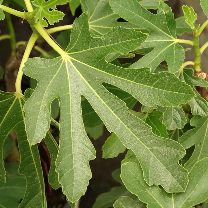 Feige Bornholm's Diamant - Ficus carica (Laub)