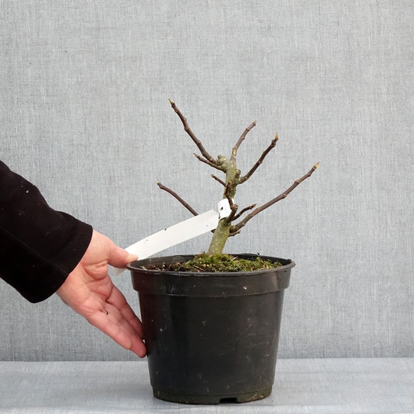 Exemplar von Feige Bornholm's Diamant - Ficus carica Topf mit 4L/5L, Strauch/Busch, mehrstämmigGelieferte Höhe ca. 20cmcm wie im Winter geliefert