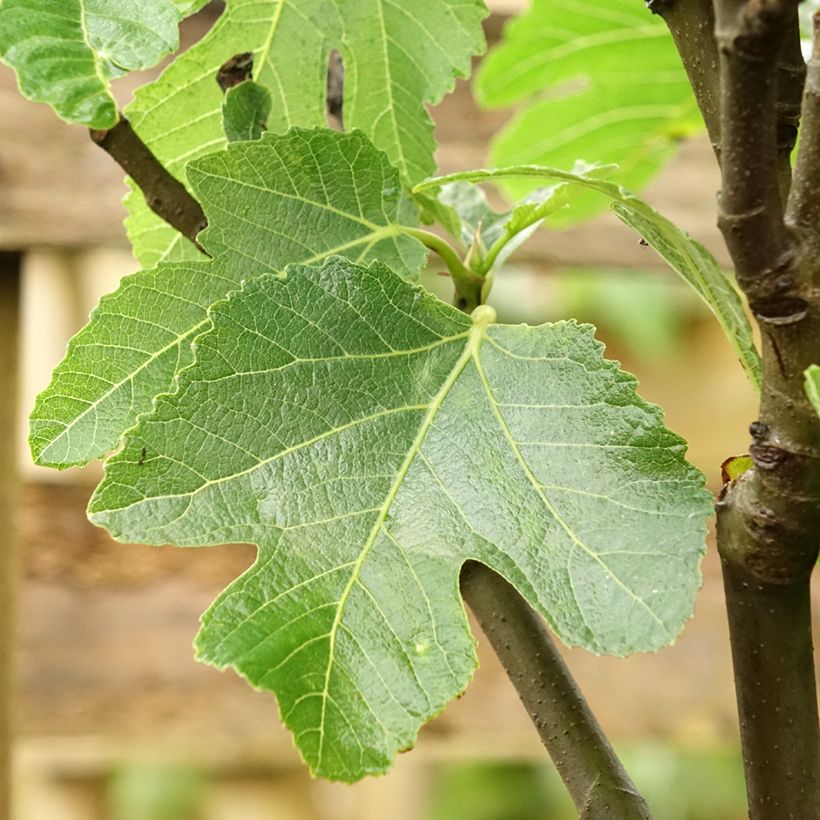 Feige De Marseille - Ficus carica (Laub)