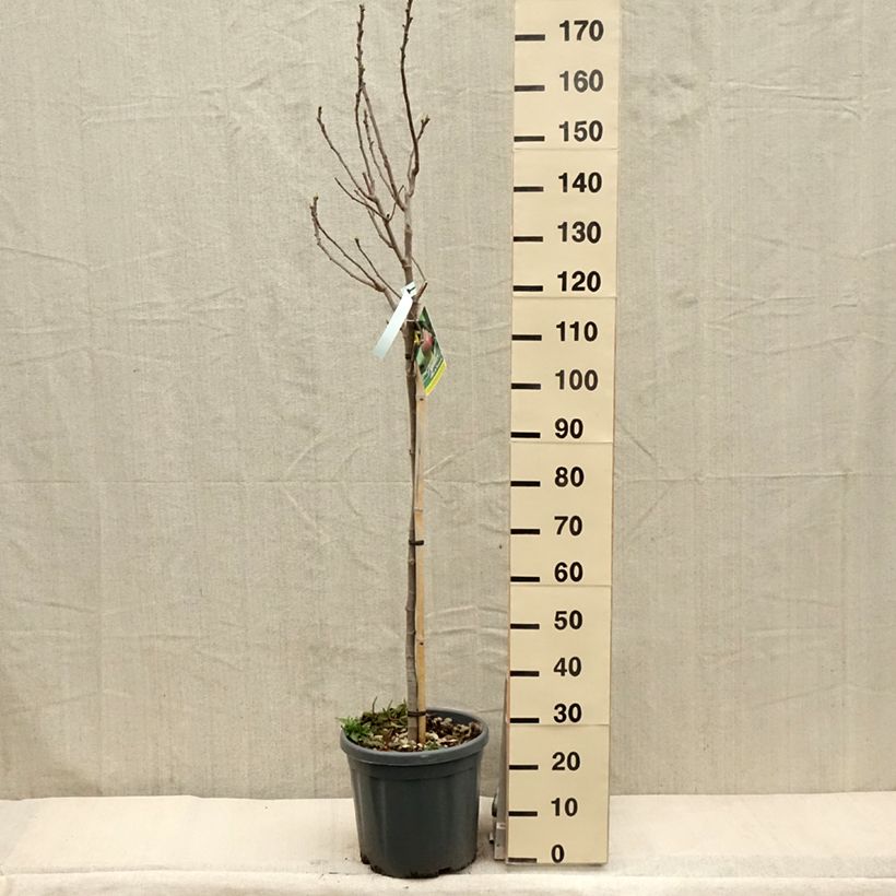 Exemplar von Feige Grise de Tarascon - Ficus carica Topf mit 12L/15L, HalbstammGelieferte Höhe ca. 125/150cm wie im Frühjahr geliefert