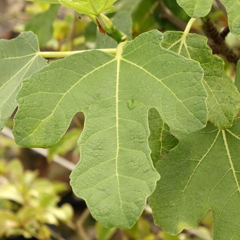 Feige Grise de Tarascon - Ficus carica (Laub)