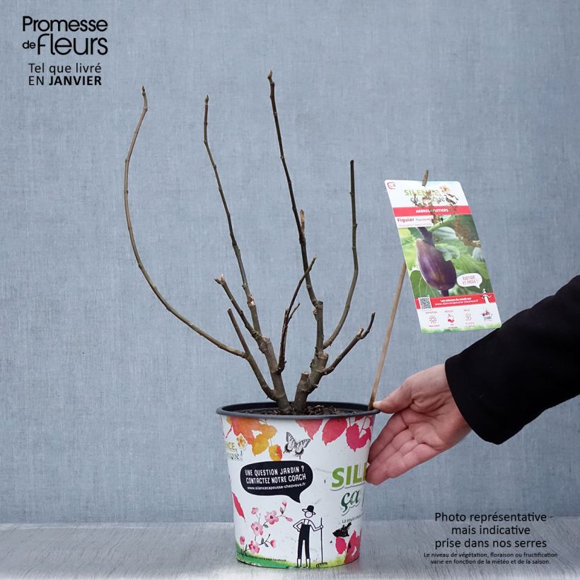 Exemplar von Figuier - Ficus carica Osborn's Prolific en pot de 4l/5l wie im Winter geliefert