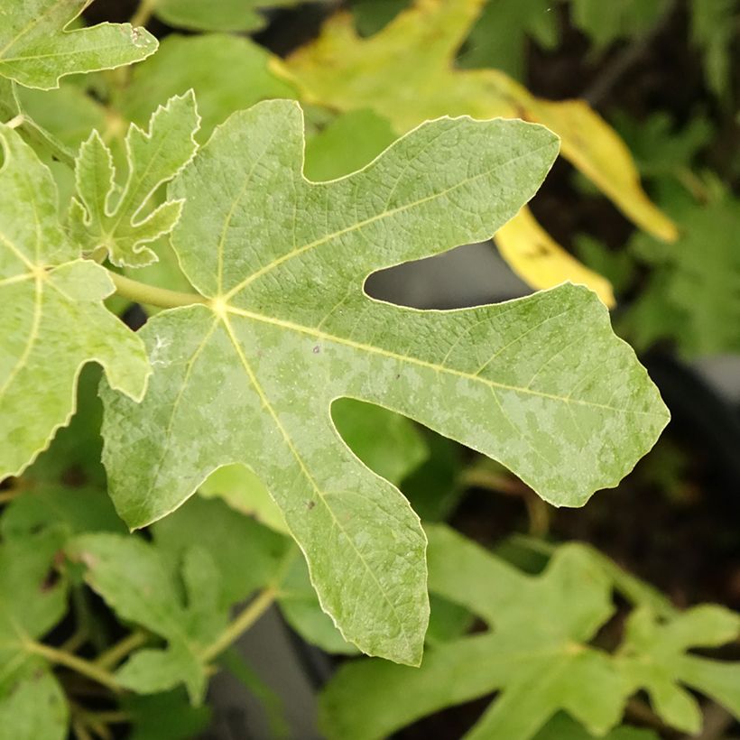 Feige Osborn Prolific - Ficus carica (Laub)