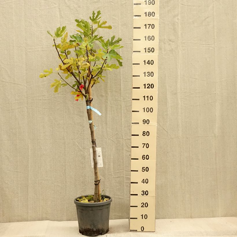 Exemplar von Figuier - Ficus carica Ronde De Bordeaux Demi-tige en pot de 18l/20l wie im Herbst geliefert