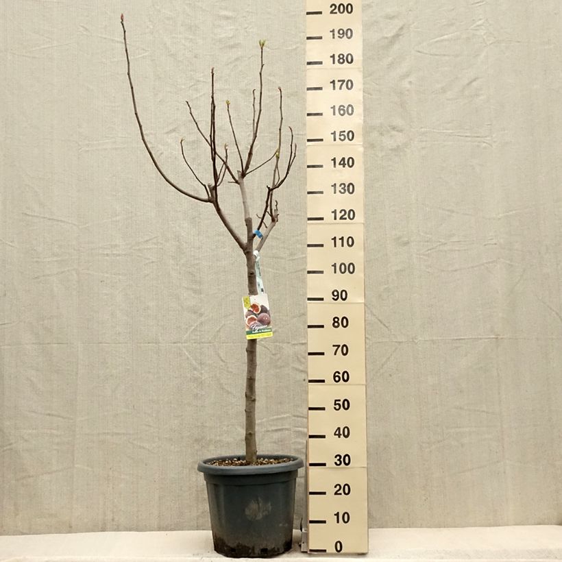 Exemplar von Feige Ronde De Bordeaux - Ficus carica Topf mit 18L/20L, HalbstammGelieferte Höhe ca. 125/150cm wie im Frühjahr geliefert