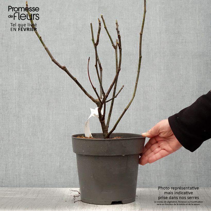 Exemplar von Figuier Firoma - Ficus carica Pot de 2L wie im Winter geliefert