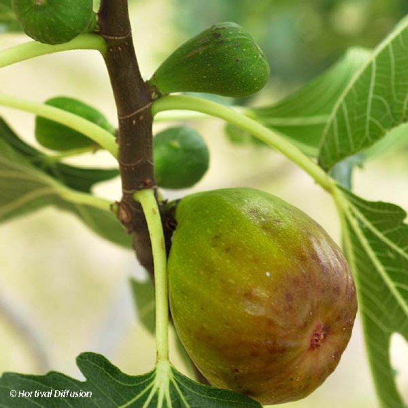 Feige Goutte d'Or - Ficus carica (Ernte)