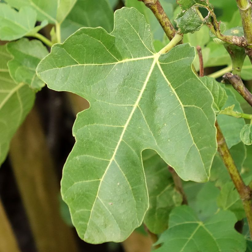 Feige Jannot - Ficus carica (Laub)