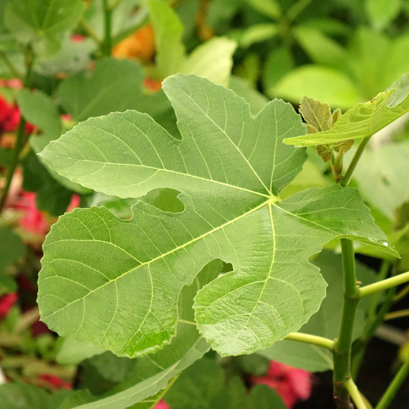 Feige Madeleine des Deux saisons - Ficus carica (Laub)