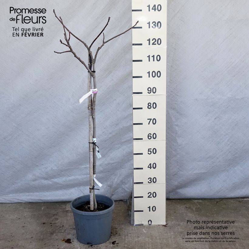 Exemplar von Feige Madeleine des Deux saisons - Ficus carica wie im Winter geliefert