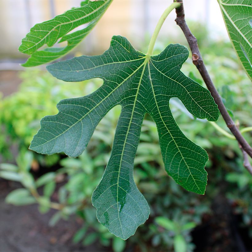 Feige Marseillaise - Ficus carica (Laub)