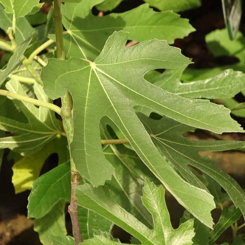 Feige Figality 'Majoam' - Ficus carica (Laub)