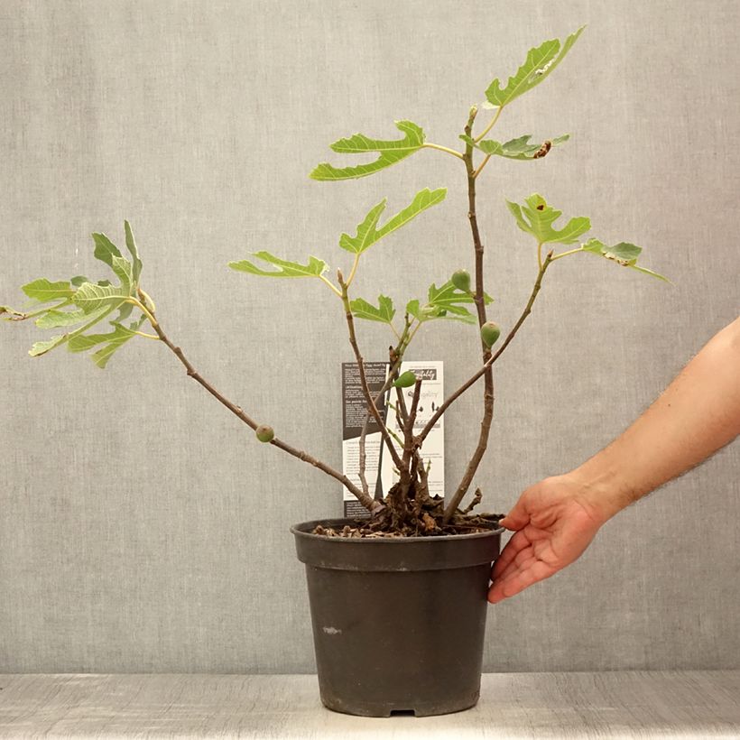 Exemplar von Feige Figality 'Majoam' - Ficus carica Topf mit 7,5L/10L, StrauchGelieferte Höhe ca. 60/80cm wie im Sommer geliefert