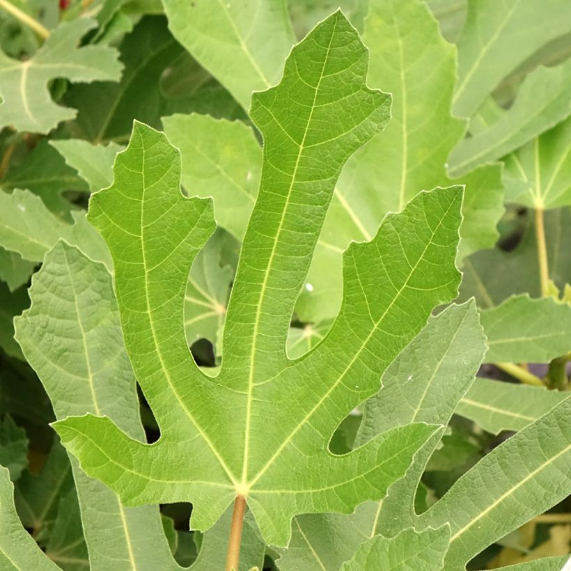 Feige Figality 'Majoam' - Ficus carica (Laub)