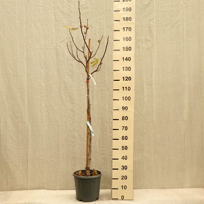 Exemplar von Figuier précoce de Dalmatie - Ficus carica en pot de 12L/15L Demi-tige wie im Herbst geliefert