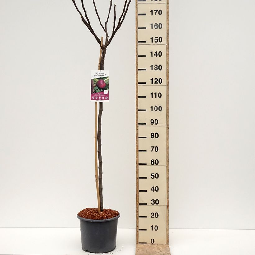 Exemplar von Feige Rouge de Bordeaux - Ficus carica Topf mit 12L/15L, HalbstammGelieferte Höhe ca. 125/+cm wie im Winter geliefert