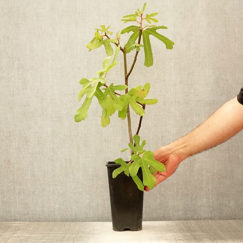 Exemplar von Feige Rouge de Bordeaux - Ficus carica Topf mit 2L/3L, StrauchGelieferte Höhe ca. 30/40cm wie im Sommer geliefert