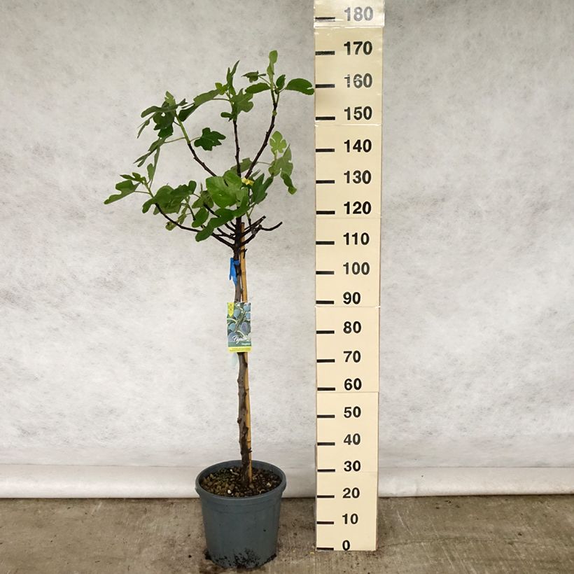 Exemplar von Feige Violette Dauphine (Stengel) - Ficus carica Topf mit 12L/15L, HalbstammGelieferte Höhe ca. 150/200cm wie im Frühjahr geliefert