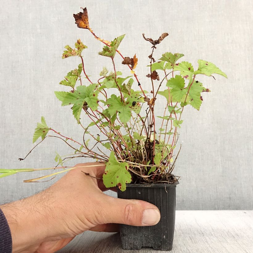 Exemplar von Filipendula Kahome, Reine des Près Godet de 8 cm wie im Herbst geliefert