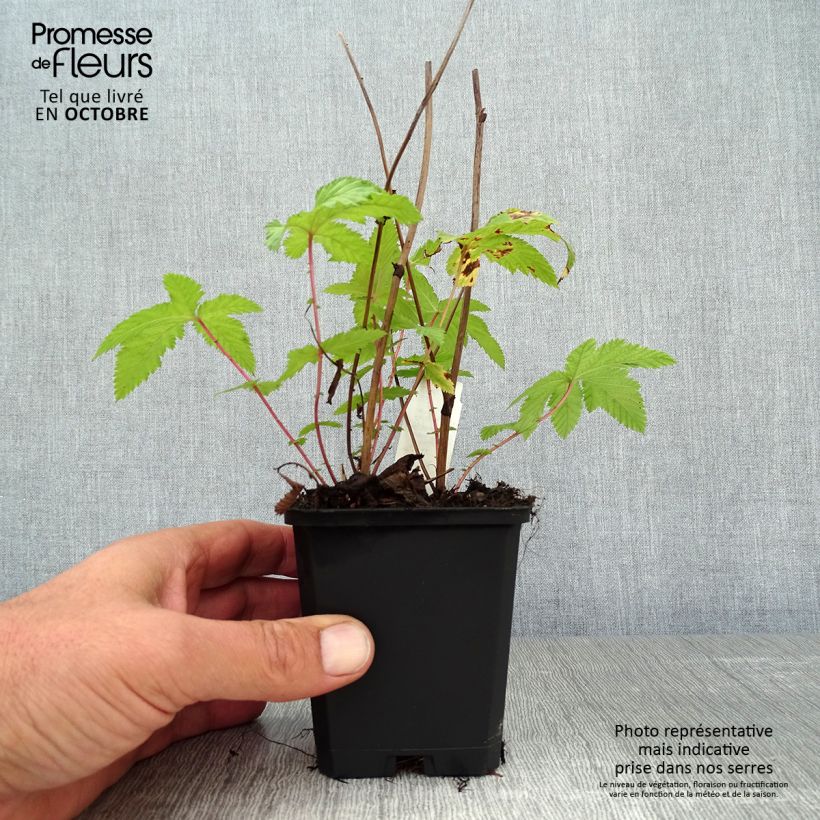 Exemplar von Filipendula palmata Nana - Filipendule palmée Godet de 9cm wie im Herbst geliefert