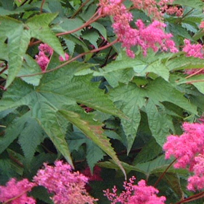 Rotblühendes Mädesüß - Filipendula purpurea (Laub)