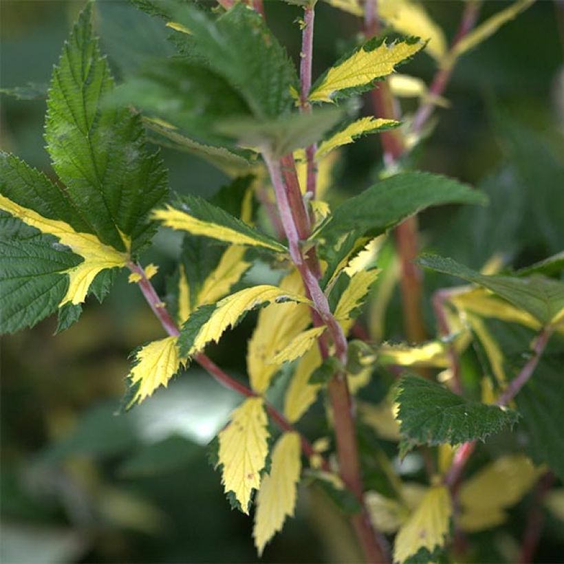 Echtes Mädesüß Variegata - Filipendula ulmaria (Laub)